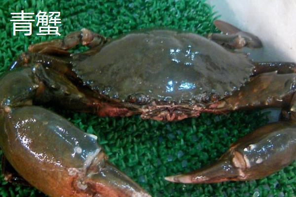 青蟹和梭子蟹的区别,前者是青蟹属、后者是梭子蟹属