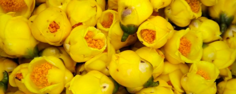广西金茶花的价格，在1500元左右一斤