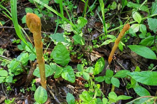 天麻的种植时间，11月份到次年的5月份都可以种