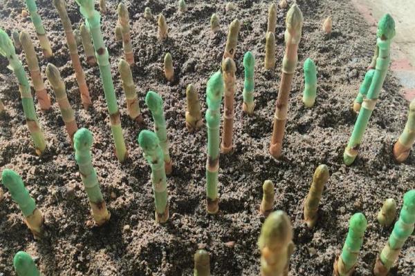 天麻的种植时间，11月份到次年的5月份都可以种