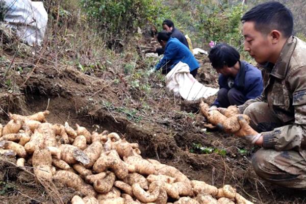天麻的种植时间，11月份到次年的5月份都可以种