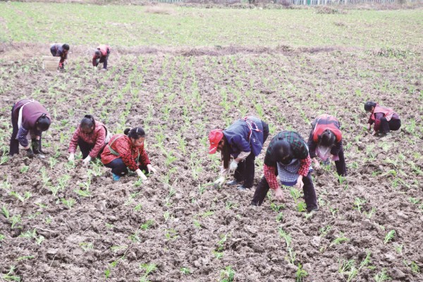 雪里红什么时候种植,可选在2-4月份、7-9月份