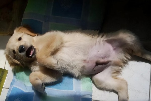 狗狗露肚皮的意思,可能是在认错求饶或邀请主人玩耍