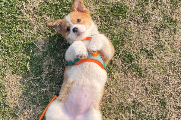 狗狗露肚皮的意思,可能是在认错求饶或邀请主人玩耍