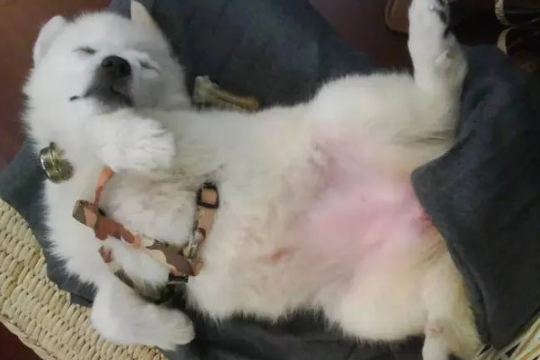 狗狗露肚皮的意思,可能是在认错求饶或邀请主人玩耍