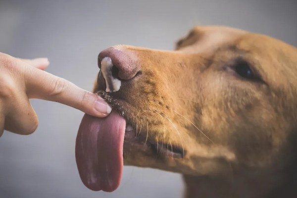 狗狗露肚皮的意思,可能是在认错求饶或邀请主人玩耍