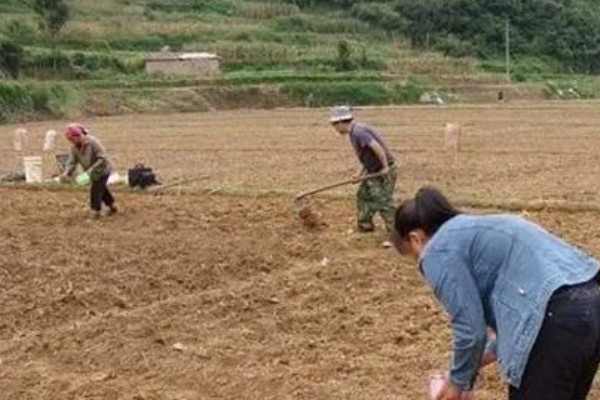 雪里红什么时候种植,可选在2-4月份、7-9月份