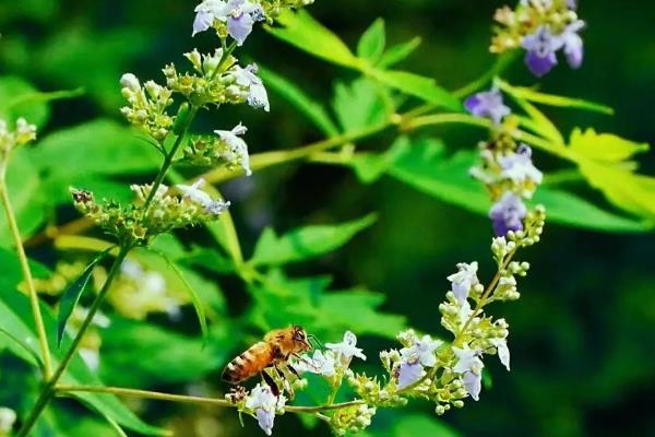 凉粉草的种类,以臭黄荆、木莲果等品种为主
