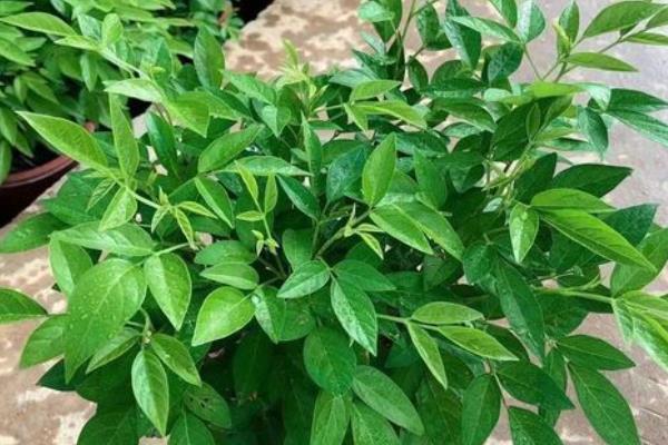 凉粉草的种类,以臭黄荆、木莲果等品种为主