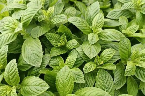 凉粉草的种类,以臭黄荆、木莲果等品种为主