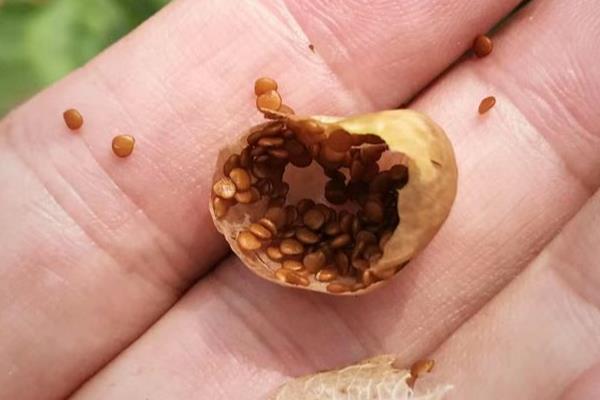 凉粉草的种类,以臭黄荆、木莲果等品种为主