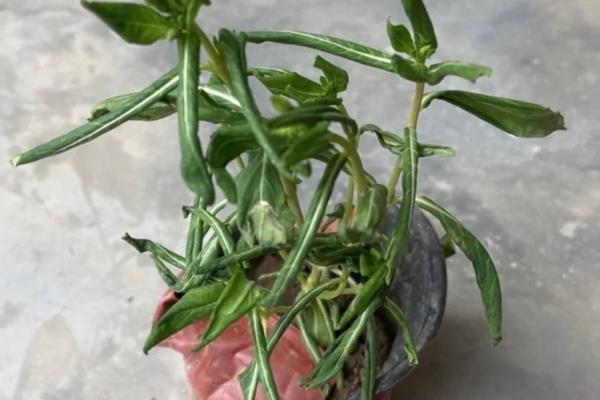 长春花叶子发黄如何处理，缺少阳光每天要提供6小时的光照