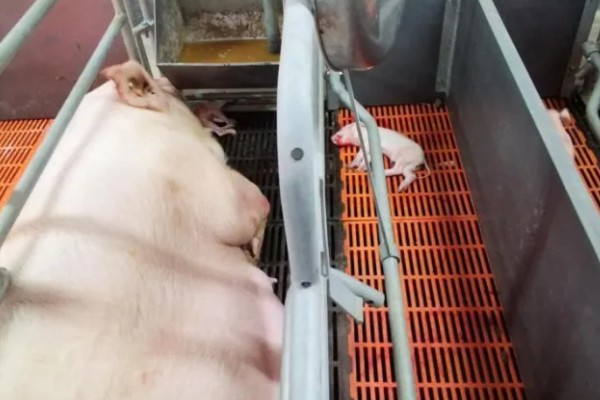 产后母猪的饲喂时间，产仔第2天即可喂食