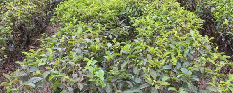 新种茶树的栽植规格，通常采取双行条植
