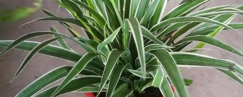 绿植里面有蚂蚁怎么处理，需及时更换盆土