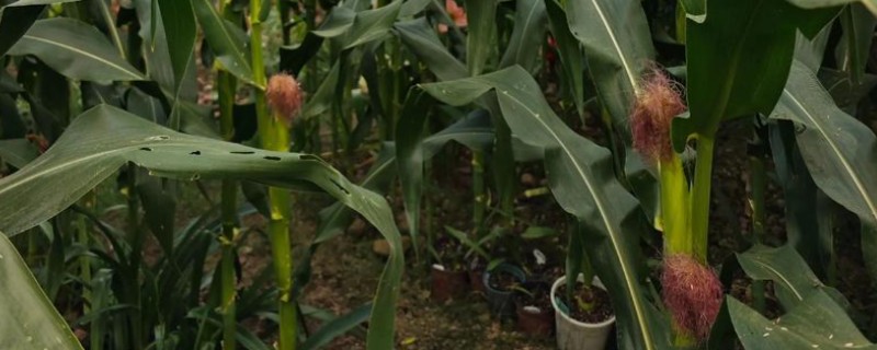 玉米种植的步骤，根据各地土壤墒情、气温确定播期