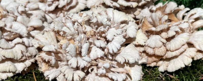 白参菌的种植时间，选择春秋两季种植