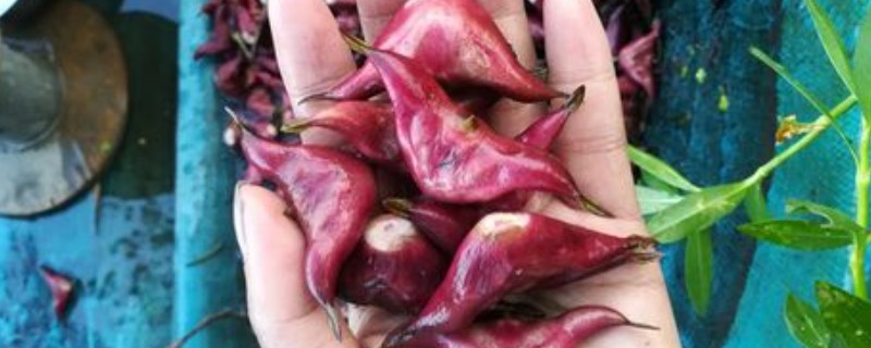 菱角种子的价格，大约在10-15元左右一斤
