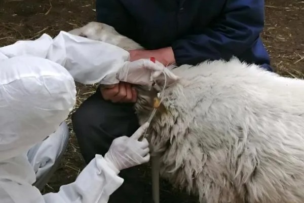 羊咬牙不吃草是什么病,可能是消化道或者胃部发炎病变