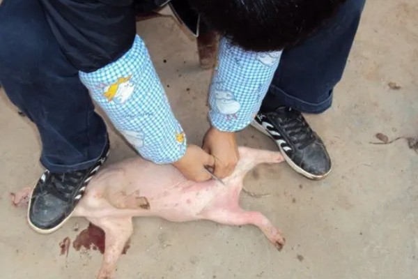 猪什么时候阉最合适，在一周的时候阉割最为合适