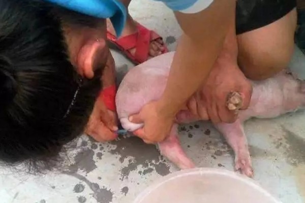 猪什么时候阉最合适，在一周的时候阉割最为合适