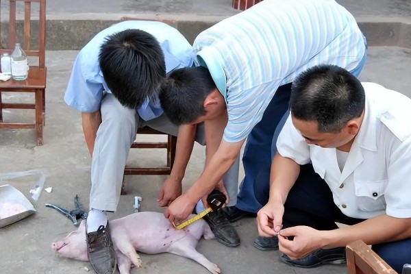 猪什么时候阉最合适，在一周的时候阉割最为合适