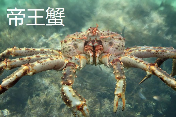 帝王蟹和皇帝蟹有哪些区别,前者是石蟹科、后者是扇蟹科