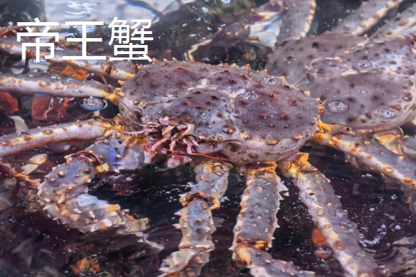 帝王蟹和皇帝蟹有哪些区别,前者是石蟹科、后者是扇蟹科