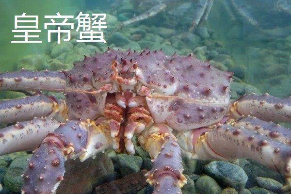 帝王蟹和皇帝蟹有哪些区别,前者是石蟹科、后者是扇蟹科