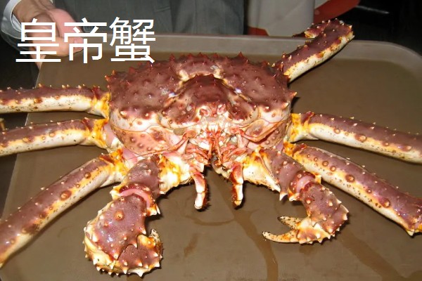 帝王蟹和皇帝蟹有哪些区别,前者是石蟹科、后者是扇蟹科