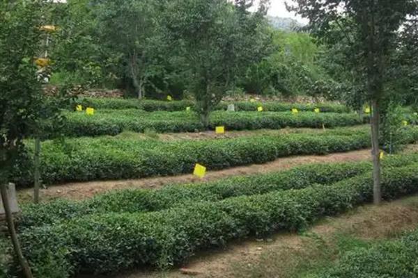 种植茶叶的前景，国内市场前景可观