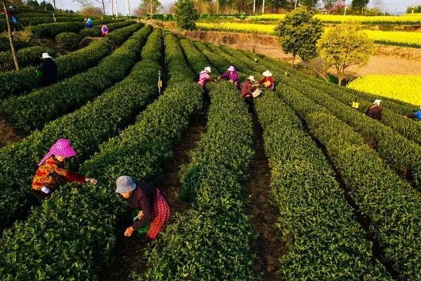 种植茶叶的前景，国内市场前景可观