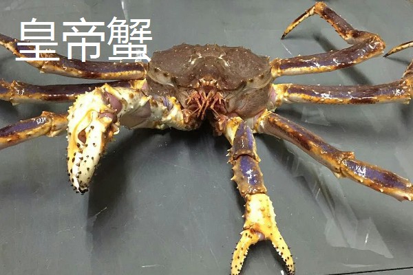 帝王蟹和皇帝蟹有哪些区别,前者是石蟹科、后者是扇蟹科