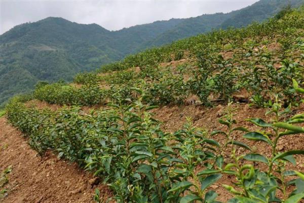 种植茶叶的前景，国内市场前景可观