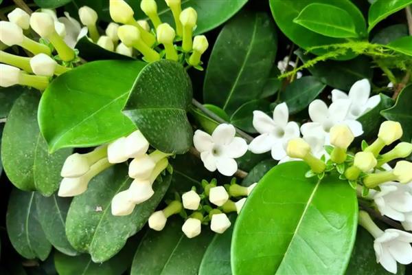 非洲茉莉叶子发软下垂的原因,可能是浇水过量所致