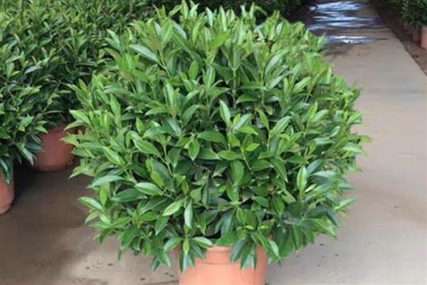 非洲茉莉叶子发软下垂的原因,可能是浇水过量所致