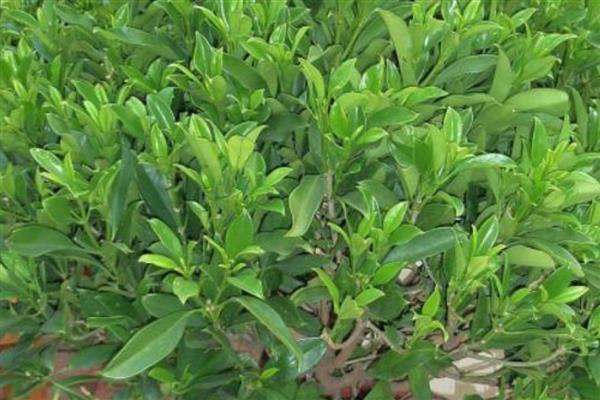 非洲茉莉叶子发软下垂的原因,可能是浇水过量所致