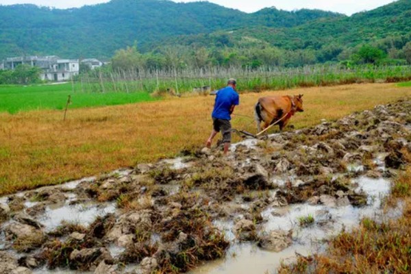 提高水稻产量的方法，亩施100斤复合肥作为底肥