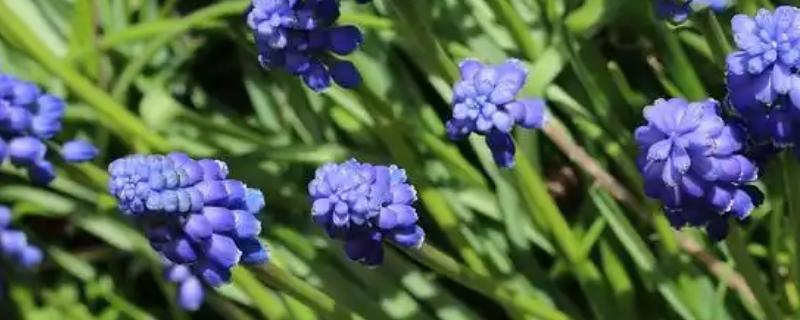 风信子的花语及寓意，寓意永恒的爱、热情奔放等
