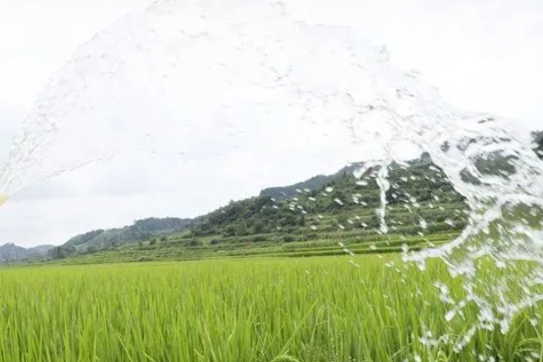 提高水稻产量的方法，亩施100斤复合肥作为底肥