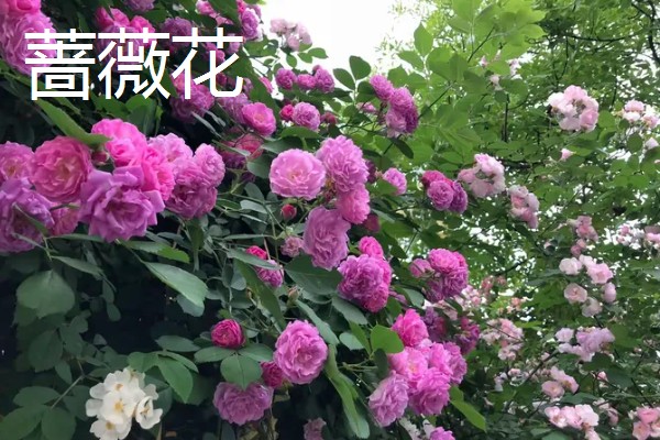 花园里面有哪些花,有蔷薇花、百合花等