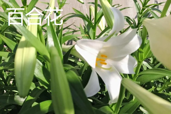 花园里面有哪些花,有蔷薇花、百合花等