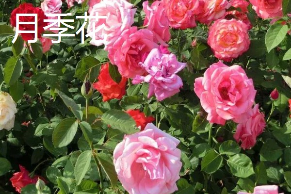 花园里面有哪些花,有蔷薇花、百合花等