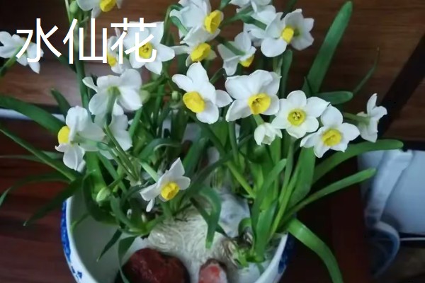 花园里面有哪些花,有蔷薇花、百合花等
