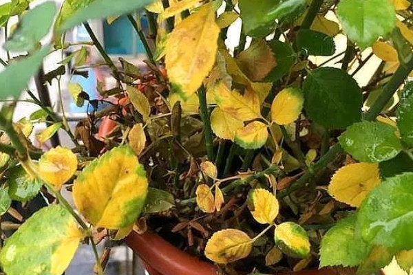 花园里面有哪些花,有蔷薇花、百合花等