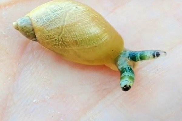 僵尸蜗牛存在吗，是真实存在的