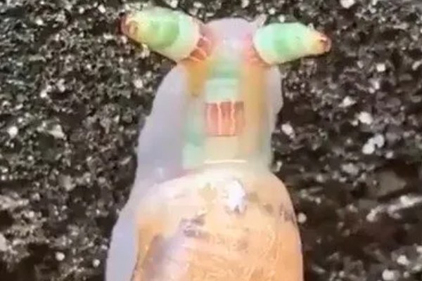 僵尸蜗牛存在吗，是真实存在的