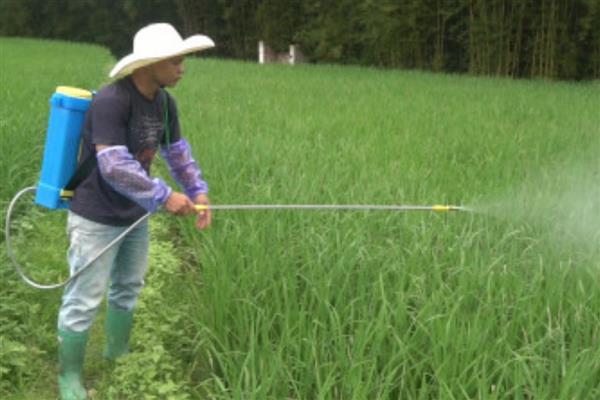 农药的使用误区，随意增加用药浓度容易发生药害