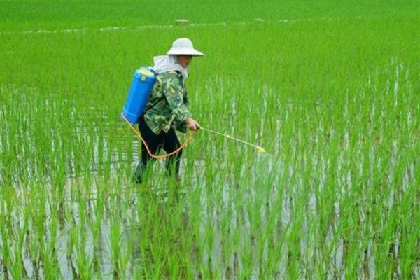 农药的使用误区，随意增加用药浓度容易发生药害
