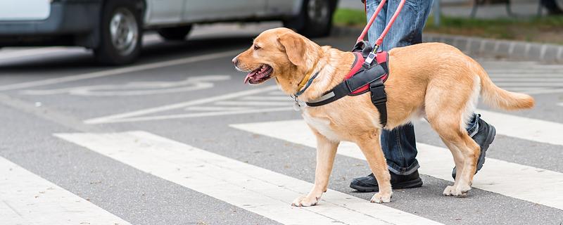导盲犬的品种，以金毛、拉布拉多为主